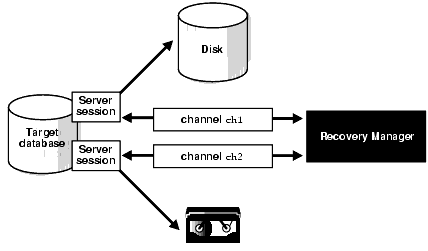Figure 2-2 This illustration depicts channel allocation. RMAN has allocated two channels, in this example. Each channel is shown starting a server session on a target database. The server sessions are shown performing backup operations to disk and tape.